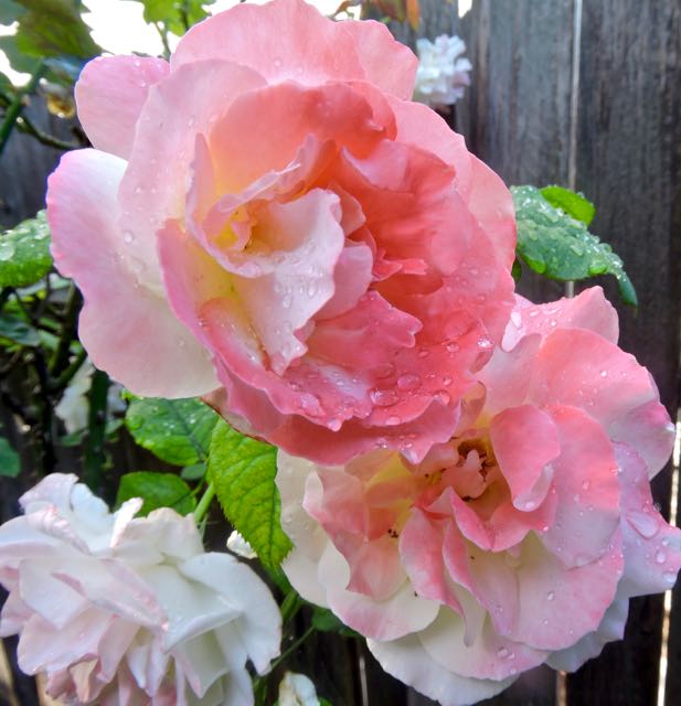 garden peace rose blooms morning rain late may - 1