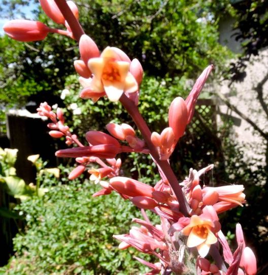 garden yucca in bloom may closeup - 1