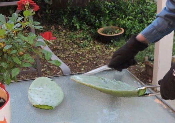garden2kitchen cleaning nopales - 1