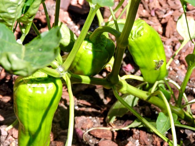 garden pepper big bertha green jun17 - 1
