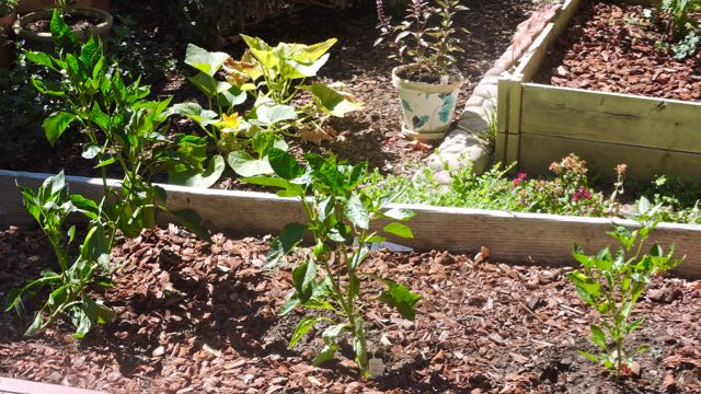 garden peppers shishito yellow big bertha green jun17 - 1