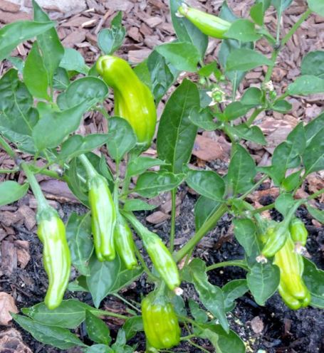 garden shishito pepper mid july 17 - 1