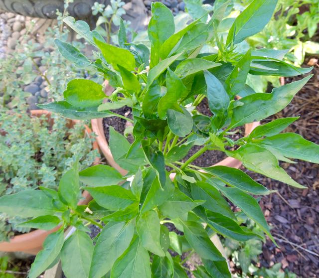 garden thai chili and purple pepper jun 17 - 1
