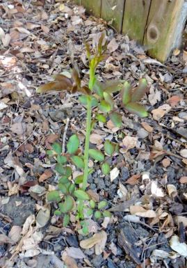 garden back rose shoot july 17 - 1