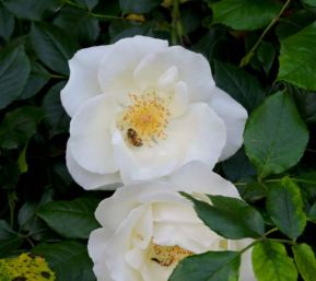 garden bee in white rose back late Apr - 1