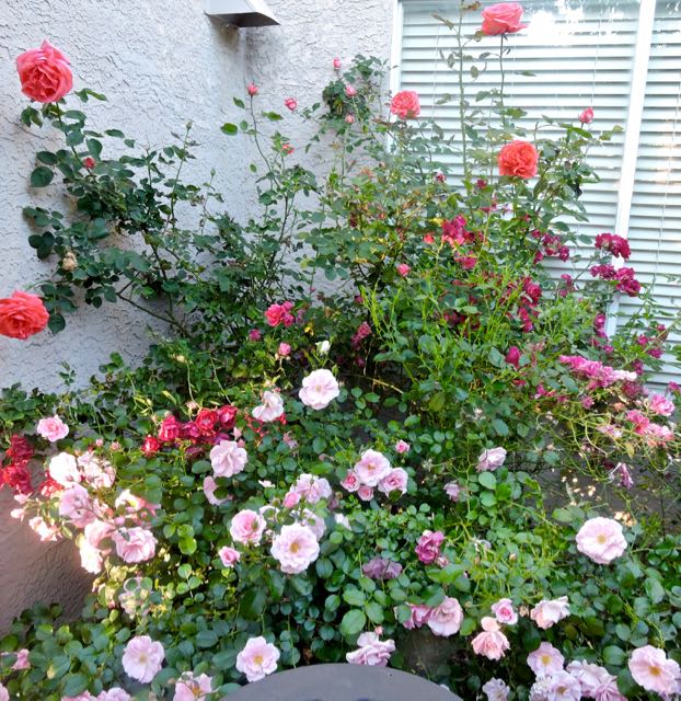 garden orange red pink rose thicket may 1 - 1