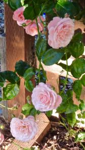 garden pink roses by gate - 1