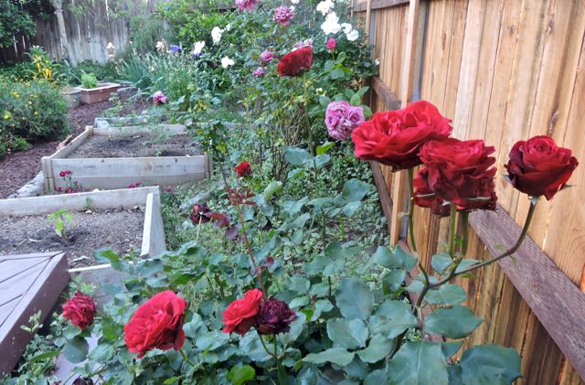 garden red white lavender roses and more may 1 - 1