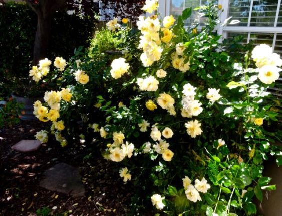 garden yellow roses in profusion may 17 - 1