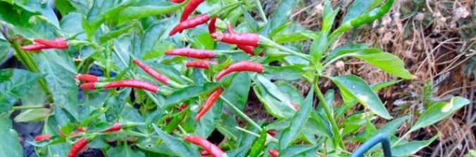 cropped-garden-red-thai-peppers-full-on-bush-sept-17-1.jpg