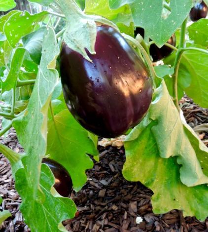 garden back eggplant aug17 - 1