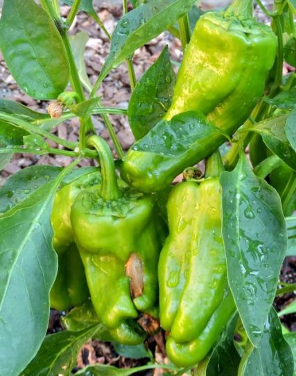 garden big bertha green peppers jul17 - 1