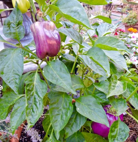 garden potted purple peppers aug17 - 1