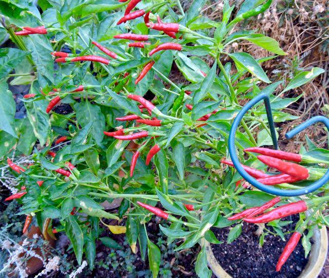garden red thai peppers full on bush sept 17 - 1
