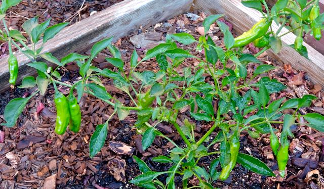 garden shishito peppers jul17 - 1