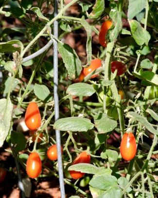 garden grape tomatoes cluster sept. 17 - 1