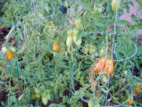 tomatoes on the vine better10