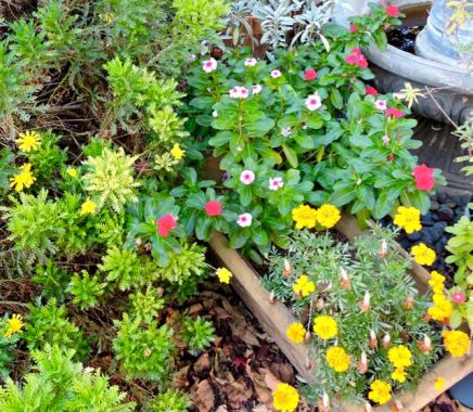 garden back, mid november 17 - 1