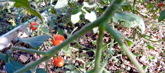 garden grape tomatoes and blooms mid november 17 - 1