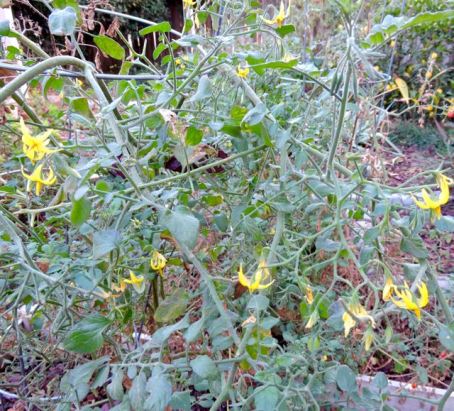 garden grape tomatoes in bloom mid november17 - 1