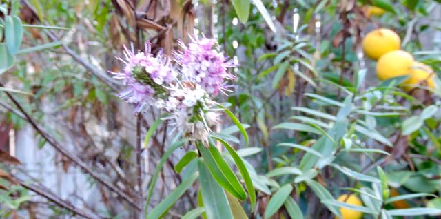 garden hebe mid november 17 - 1