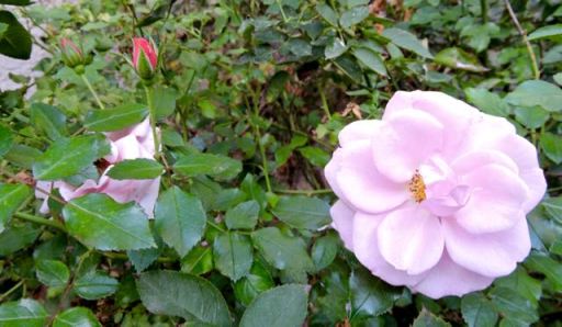 garden pink roses mid november 17 - 1
