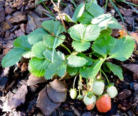 garden strawberry mid november 17 - 1