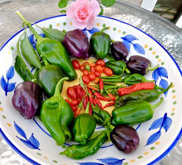 garden tomatoes peppers just picked mid november 17 - 1