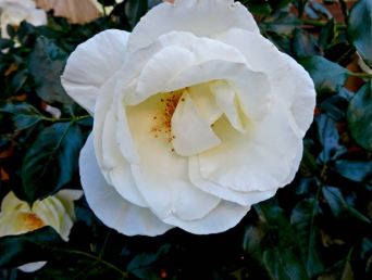 garden back white rose yellow center apr 18 - 1