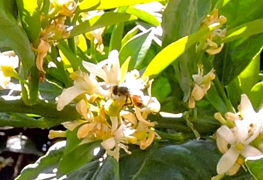 garden orange blossoms honeybee in sun apr 18 - 1