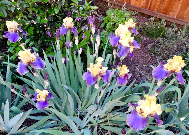 garden purple yellow iris display apr 18 - 1