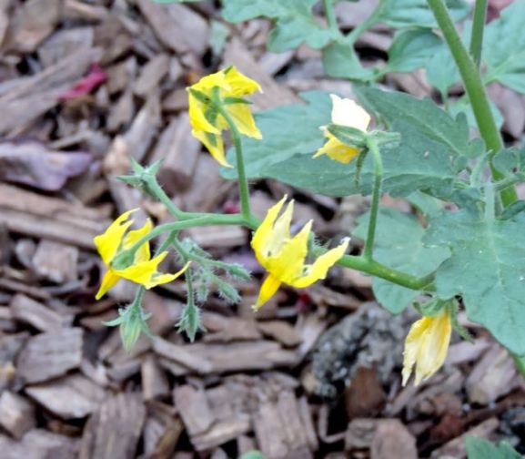 garden tomato flowers apr 18 - 1