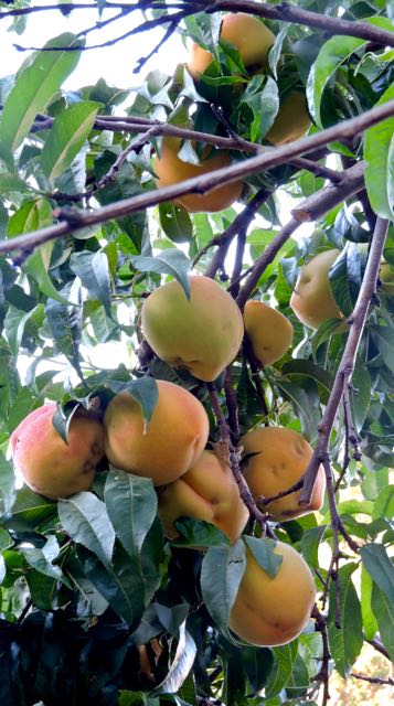 garden cluster of peaches on the tree jul18 - 1