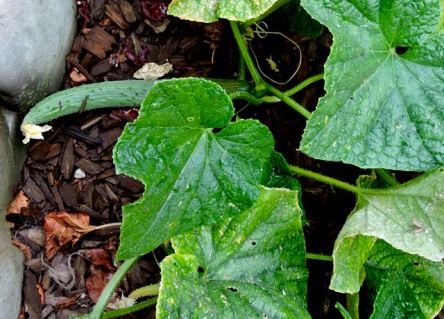 garden cucumber on vine jul 18 - 1