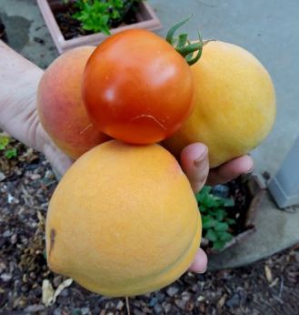 garden handful of peaches and tomato jul18 - 1