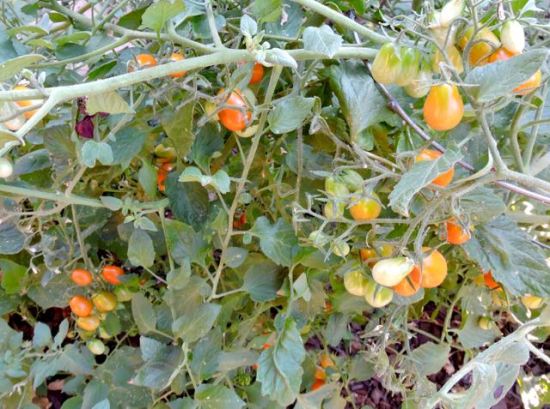 garden tomato clusters on the vine jul 26 18 - 1