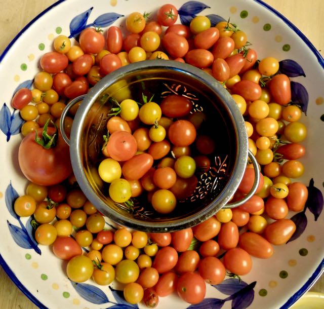 garden tomatocopia jul18 - 1