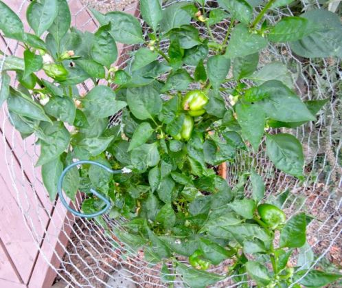 garden red peppers in july 18 - 1