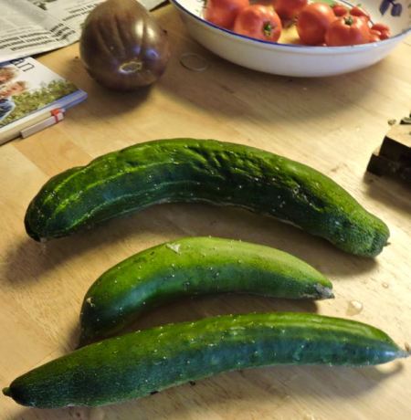 kitchen 3 cukes eggplant tomatoes aug 18 - 1