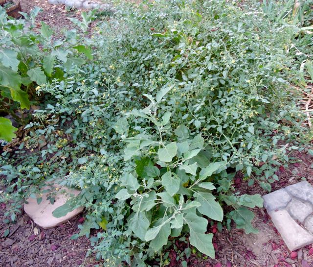 garden september of the eggplants and tomatoes - 1