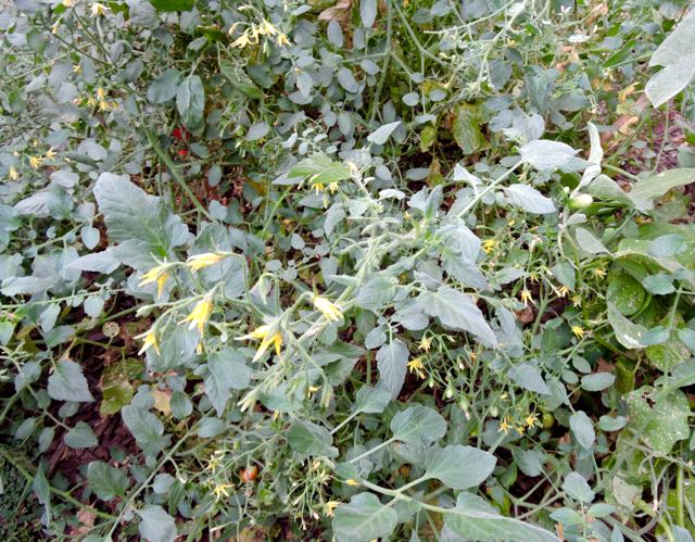 garden september tomato still blooming 18 - 1