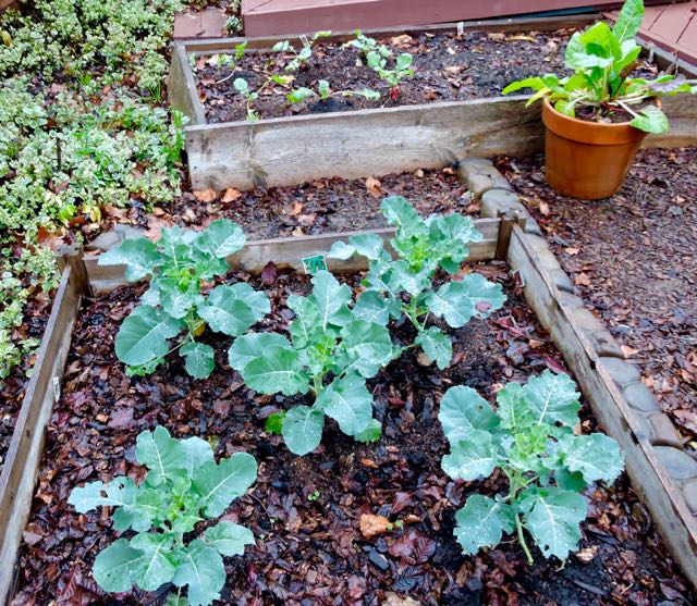 garden broccoli radishes chard in pot in rain dec 18 - 1