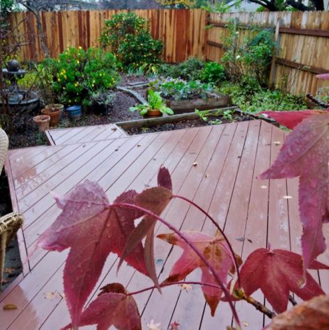 garden flame leaves deck fountain veggies etc in rain dec 18 - 1