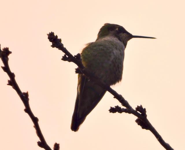 garden hummingbird in peach tree dec 18 - 1