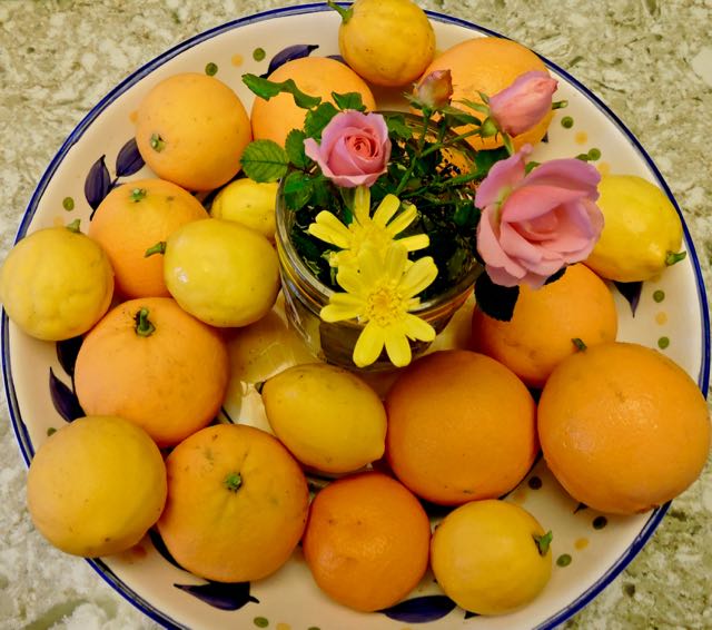 garden kitchen oranges lemons roses coreopsis dec 18 - 1