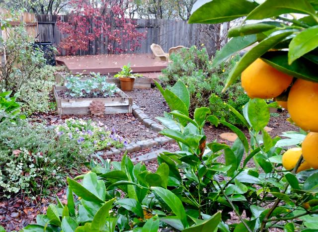 garden lemons rosemary petunias veggies etc in rain dec 18 - 1