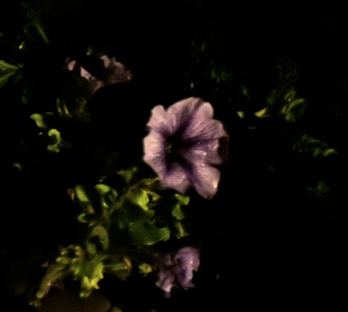 garden petunia at night in late december 18