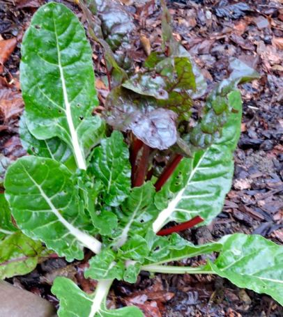 garden chard plant closeup jan 19 - 1