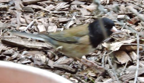 garden male oregon junco jan 19 - 1