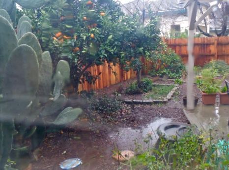 garden rain oranges etc thru blurry window jan 19 - 1